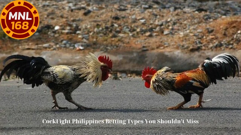 CockFight Philippines Betting Types You Shouldn’t Miss